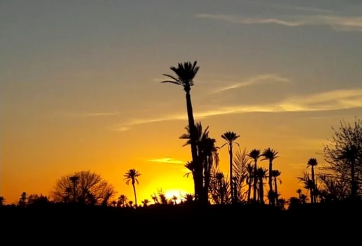 Sunset experience in the palm grove